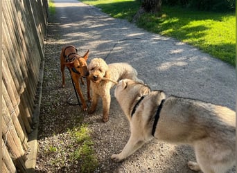 Alaskan Malamute oder Husky(?) sucht liebevolles und aktives Zuhause