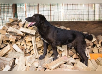 KYLO – Labradormix - freundlicher Begleiter mit ruhiger Ausstrahlung