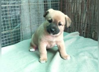 Welpe Teddy: Neu im Tierheim