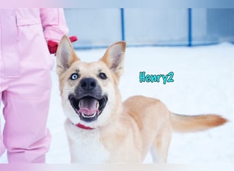 Henry2 06/2020 (RUS) - cleverer und verspielter vermutl. Husky-Mix sucht sportliche Menschen!