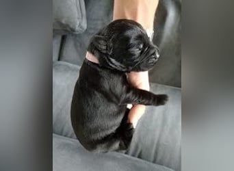 Riesenschnauzer Schwarz