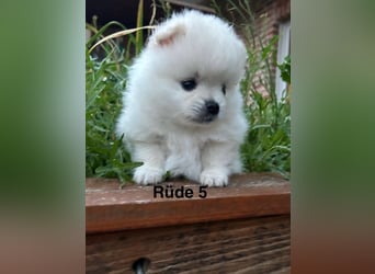 Süße Pomeranian Zwerkspitz Welpen 