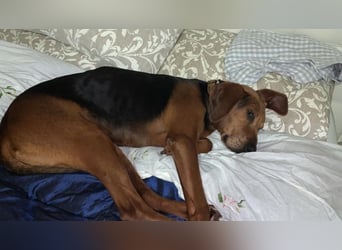 Abbi - NOTFALL -  Ihm läuft langsam die Zeit davon