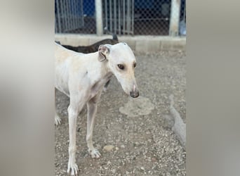 Invierno, ein toller Galgo Bub