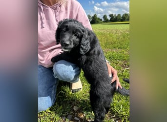 Labradoodle