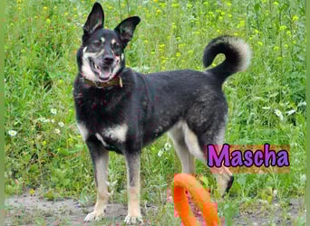 Mascha geb. 11/2016 - genügsame, brave und unglaublich verschmuste Hündin!