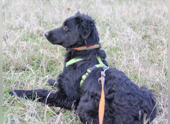 Schnuckelige DAYA hat das Potential zum Herzenshund