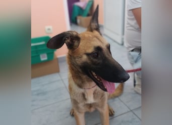 Zauberhafter Aladin sucht seine Familie oder eine liebevolle Pflegestelle