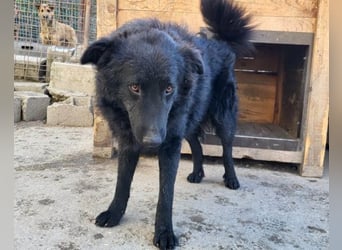 LENZI❤️unser kroat. Schäferhund-Mix-Rüde ist ein wahrer Sonnenschein!