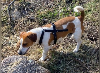 Rocco anhänglicher kleiner Rüde sucht neues Zuhause