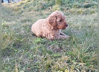 Wunderschöne Labradoodle Welpen, dürfen jetzt ausziehen!