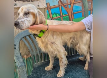 Ketty - fröhliche Setter Dame sucht liebevolles aktives Zuhause