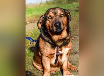 Archie - Vorliebe für Spaziergänge