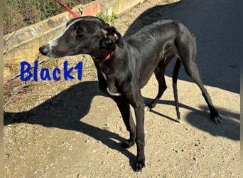 Black1 07/2024 (ESP) - liebevoller und sozialer Galgo Welpe sucht Windhundfans!