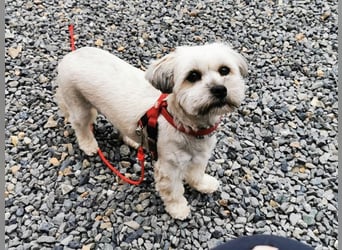 Rocksy, Bichon Frisé - Lhasa Apso, geb. 2022, aktive Hündin su. Menschen mit Zeit