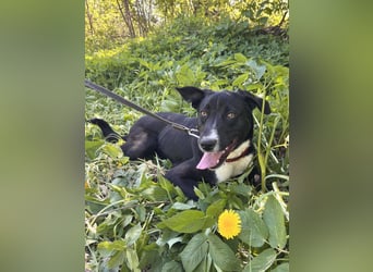 Fröhlicher Jungspund Agat❤️sucht aktives Zuhause