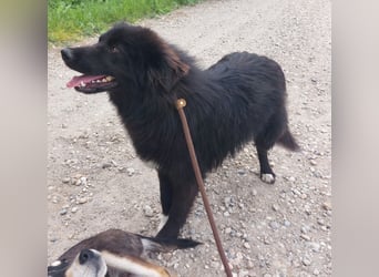 Traumwesen Anuk