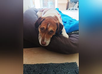 ♥JOSHI♥ auf Pflegestelle bei Aachen - entzückender, verschmuster, ruhiger Rüde 39 cm