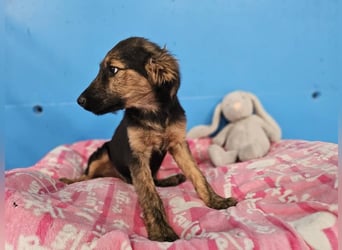 KAIKO ❤️ süüüüßer Wuschel, Pflegefamilie Kevelaer