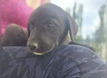 Ruby - sitzt auf gepackten Köfferchen