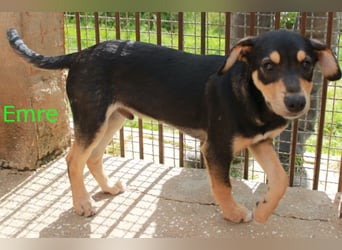 6 Hundebabys suchen ihr Glück