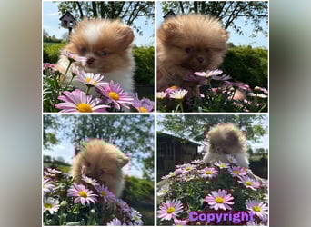 Pomeranian Zwergspitz Welpen