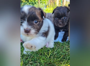 Bezaubernde Welpen aus Bolonka Zwetna und Pomeranian (Zwergspitz)
