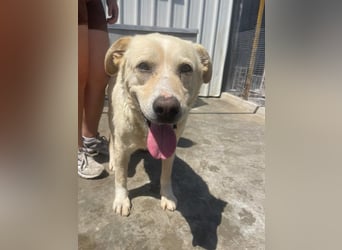 Und dann kam BAILEY - ein liebevoller Hundeopi mit trauriger Vergangenheit sucht endlich sein Glück