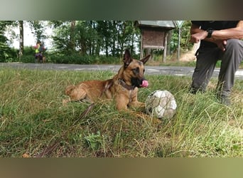 Godi - der freundliche, Menschenbezogene Malinois