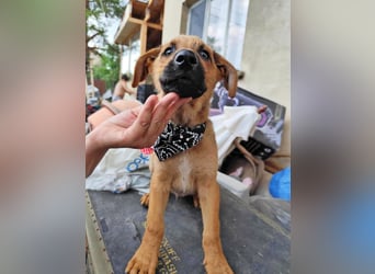 KIMO - möchte ins Hundeglück starten!