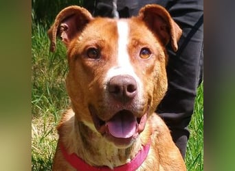 Julien, American Staffordshire Mischling