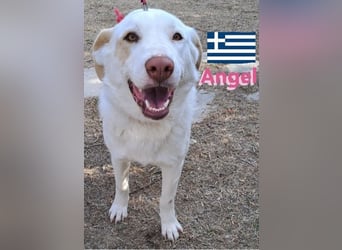 Angel,geb.04/23,ruhige,menschenbezogene Hündin sucht ihre Familie