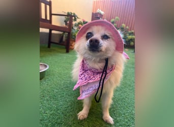 Nara SR – kleine Spitz-Prinzessin sucht endlich ihr Glück