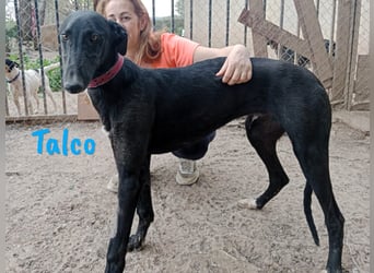 Talco 06/2024 (ESP) - entspannter und ruhiger, junger Galgo Bub!