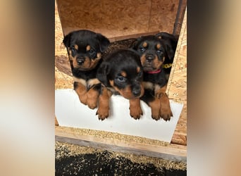 Rottweiler Welpen