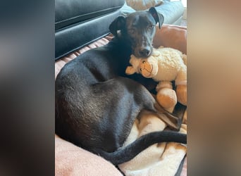 Falco wünscht sich ein Für-Immer-Zuhause