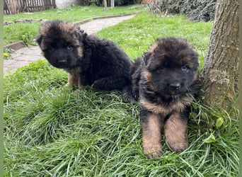 Deutsche Schäferhunde Langstockhaar