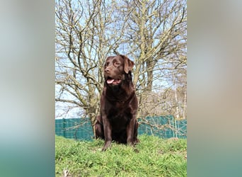 Unsere bildhübschen, vitalen Labradorwelpen sind gelandet!