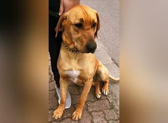 Wunderschöne reinrassige Broholmer Hündin „Meggy von der Lausitzer Heide“
