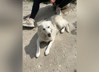 Pubi - unser liebevolle Sonnenschein