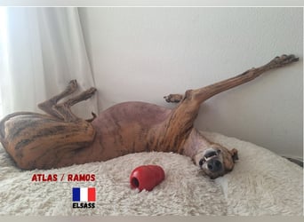 !!NOTFALL!!Atlas/Ramos,geb.06/20,fröhlicher Galgo sucht seine Familie