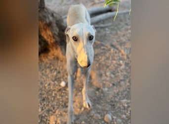 Invierno, ein toller Galgo Bub