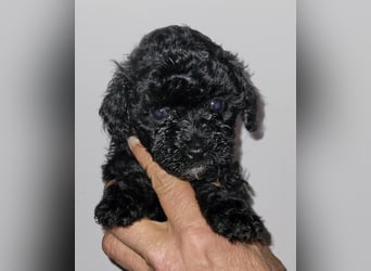 ZWERGPUDEL / TOY 2 männlich braun tan 1 schwarzes Mädchen 1 black tan Mädchen
