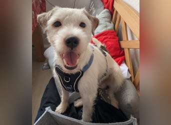 Rüde Schwarz weiß Parson Russell Terrier Welpen Bild und Video neu