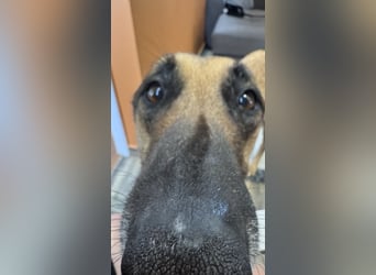 Schäferhundmix MADDOX sucht seine eigene Familie!