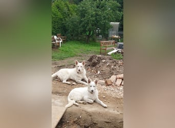 Welpen Weiße Schweizer Schäferhunde