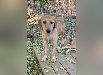 Kuckuck, wer schenkt Traumhund OLIVER ein liebevolles Zuhause?