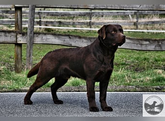 Labrador Welpen in der Farbe chocolate und blond vom Züchter