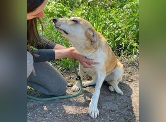 Betty, Labrador Mischling