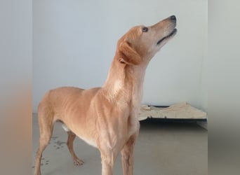 LOGAN-liebevoler,  freundlicher, menschenbezogener, traumhafter Familienhund sucht schönes  Zuhause